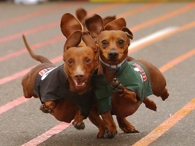 Wiener Dog Races Wienerfest